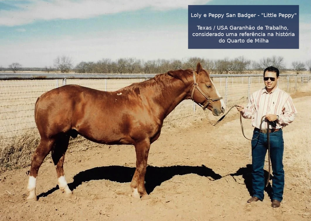 Loly e Peppy San Badger - Little Peppy Texas USA Garanhão de Trabalho, considerado uma referência na história do Quarto de Milha